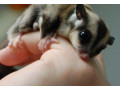 sugar-gliders-for-sale-small-0