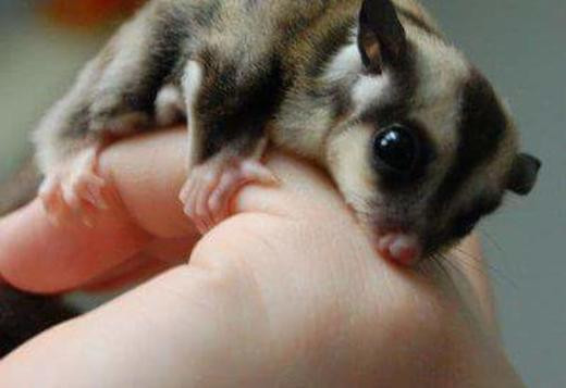 sugar-gliders-for-sale-big-0