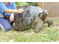 adult-aldabra-tortoise-small-0