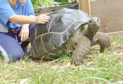 adult-aldabra-tortoise-big-0