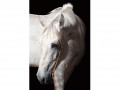 scarlett-white-horse-photographs-you-can-hang-in-your-home-small-0