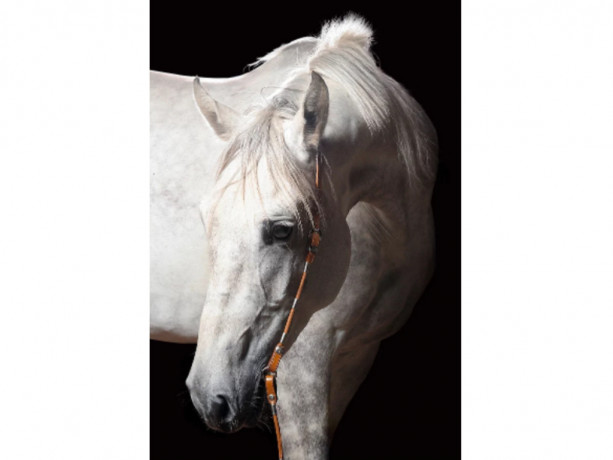 scarlett-white-horse-photographs-you-can-hang-in-your-home-big-0